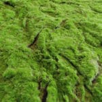 Detailed Fold Moss Artificial Moss
