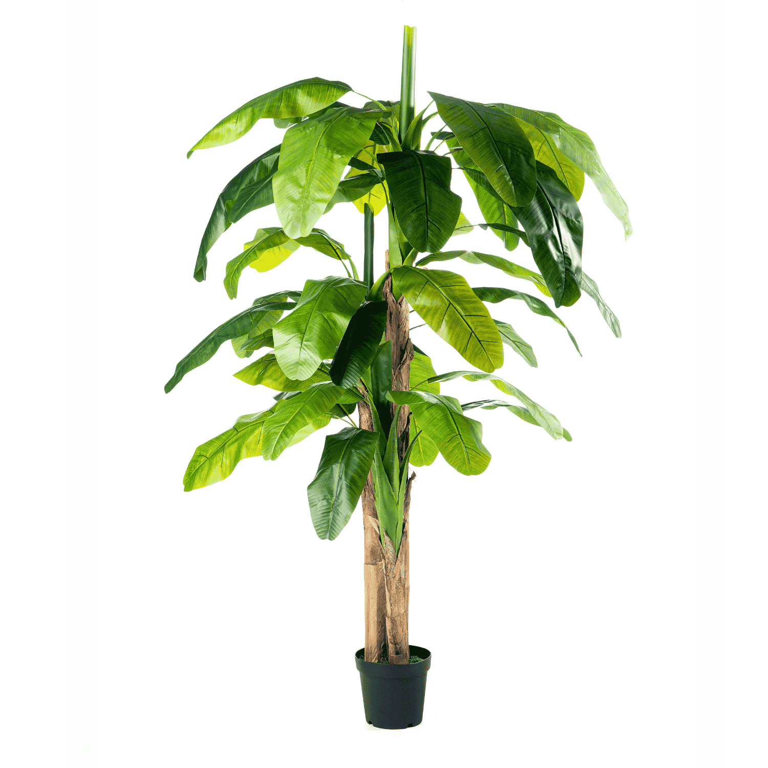 Planta Platanera Premium 170cm - 250 cm