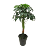 Planta Artificial Pachira 100cm