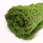 Musgo Artificial Fern Moss