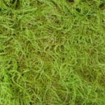 Details artificial moss Fern Moss
