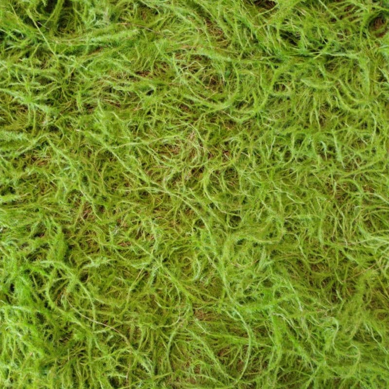 Details artificial moss Fern Moss