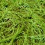 Fern Moss in detail