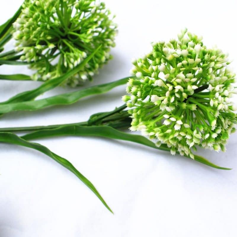 Flor Allium Blanca en detalle